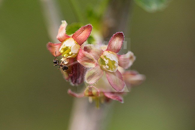 Black Currant blossom stock-image by Agami/Wil Leurs,