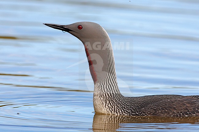 Roodkeelduiker, Red-throated Loon, Gavia stellata stock-image by Agami/Jari Peltomäki,