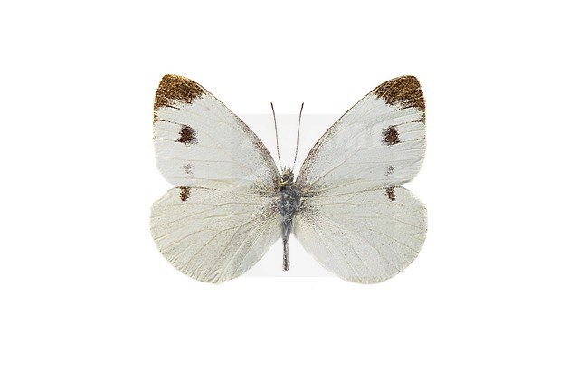 Scheefbloemwitje, Southern Small White, Pieris mannii stock-image by Agami/Wil Leurs,