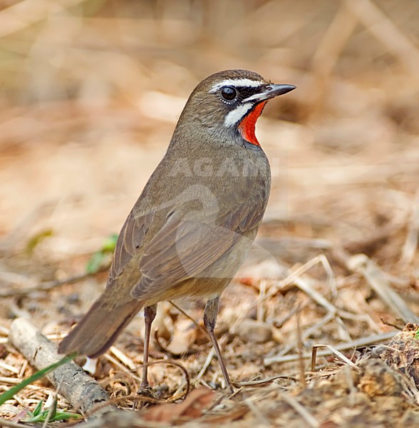 Roodkeelnachtegaal, Siberian Rubythroat, Luscinia calliope stock-image by Agami/Alex Vargas,