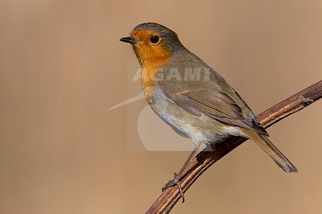 Roodborst op een tak; European Robin perched on a branch stock-image by Agami/Daniele Occhiato,