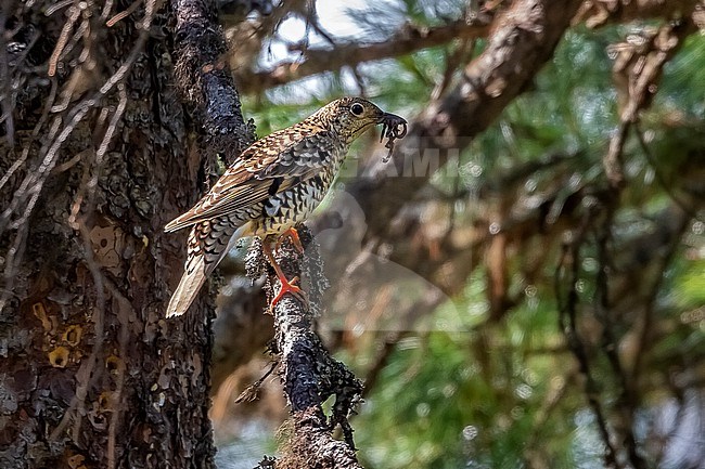 Adult White's Thrush (Zoothera aurea aurea) perching close to its nest in Russia. stock-image by Agami/Vincent Legrand,