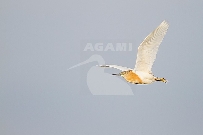 Squacco Heron, Ardeola ralloides ssp. ralloides, Croatia, adult breeding plumage in flight. stock-image by Agami/Ralph Martin,