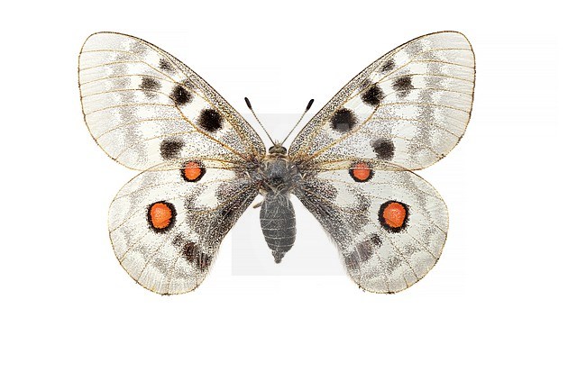 Apollovlinder; Apollo; Parnassius apollo stock-image by Agami/Wil Leurs,