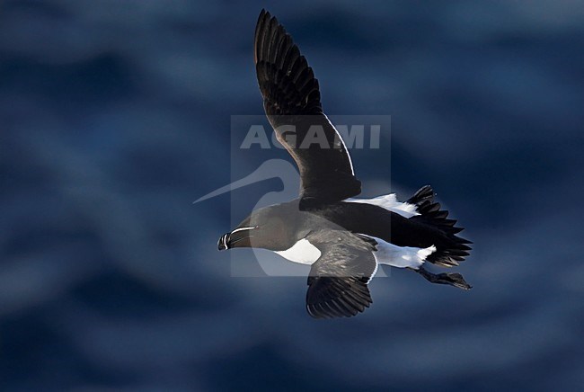 Alk in zomerkleed vliegend; Flying summer plumaged Razorbill stock-image by Agami/Markus Varesvuo,