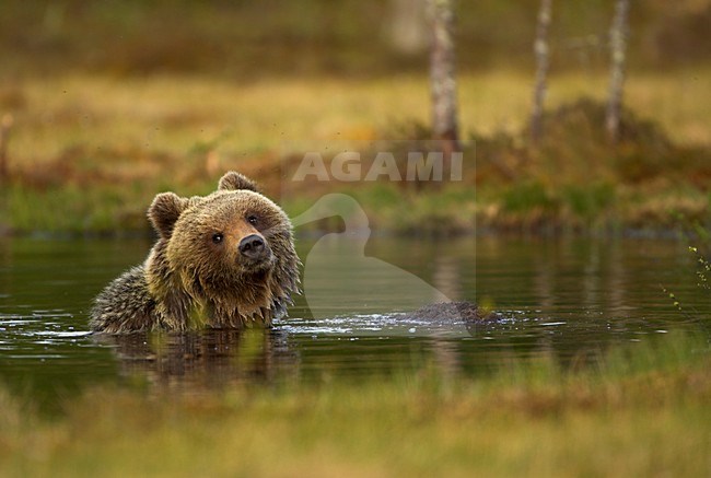 Bruine Beer in water, Brown Bear in water stock-image by Agami/Danny Green,