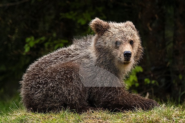 A young European brown bear, Ursus arctos, looking at the camera. Notranjska, Slovenia stock-image by Agami/Sergio Pitamitz,