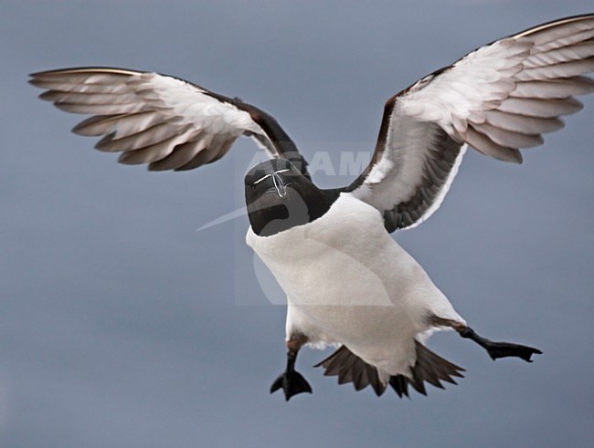 Alk in zomerkleed vliegend; Flying summer plumaged Razorbill stock-image by Agami/Markus Varesvuo,