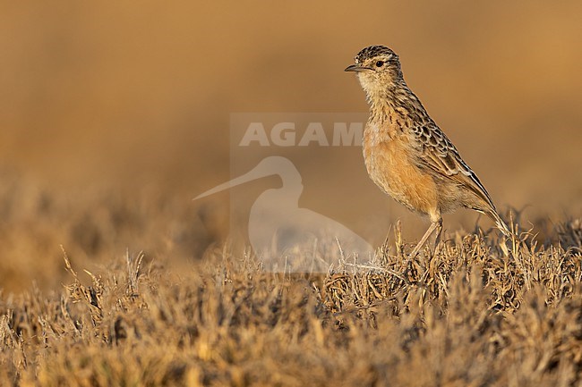 Beesley's lark (Chersomanes beesleyi) perched on the ground in Tanzania. stock-image by Agami/Dubi Shapiro,