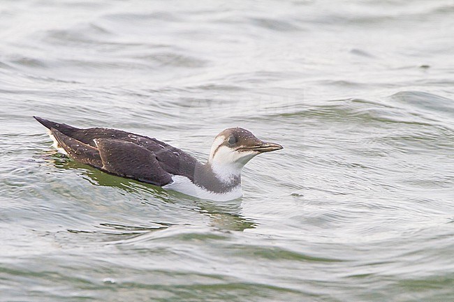 Zeekoet, Common Guillemot, Uria aalga winter plumage swimming stock-image by Agami/Menno van Duijn,