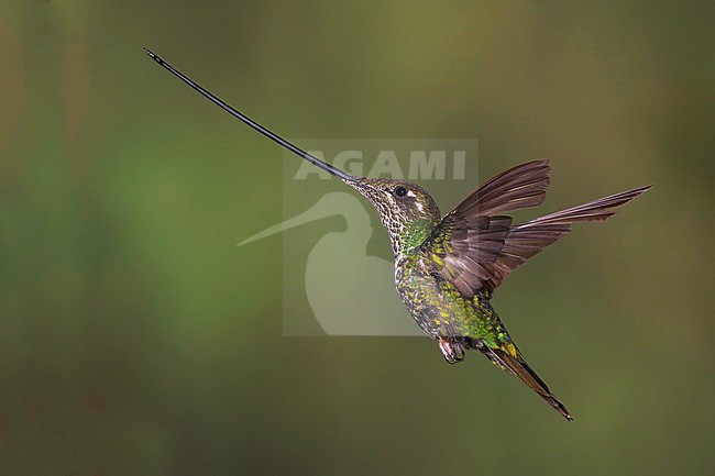  stock-image by Agami/Dubi Shapiro,