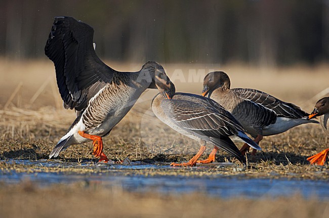 Taiga Rietgans in een veld; Taiga Bean Goose in a field stock-image by Agami/Markus Varesvuo,