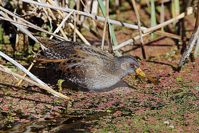 Adult Spotted Crake (Porzana porzana) at Hyeres in France. Foraging right in the open. stock-image by Agami/Aurélien Audevard,
