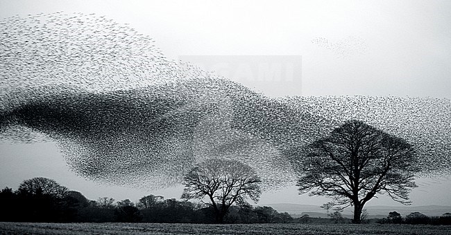 Groep Spreeuwen in vlucht; Flock of Common Starlings (Sturnus vulgaris) in flight stock-image by Agami/Danny Green,