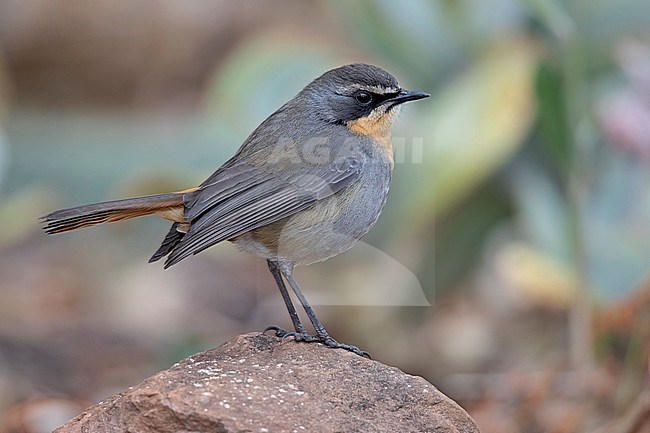 Cape Robin-Chat (Dessonornis caffer) at Giant's Castle, South Africa. stock-image by Agami/Tom Friedel,