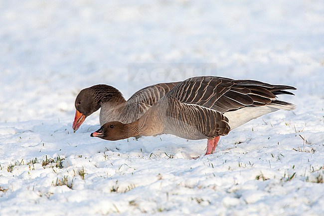 Wintering Pink-footed Goose, Anser brachyrhynchos, during cold winter in the Netherlands. stock-image by Agami/Marc Guyt,