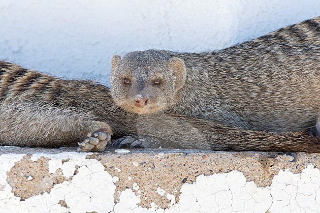 Zebramangoeste rustend in schaduw Namibie, Banded Mongoose resting in shadow Namibia stock-image by Agami/Wil Leurs,