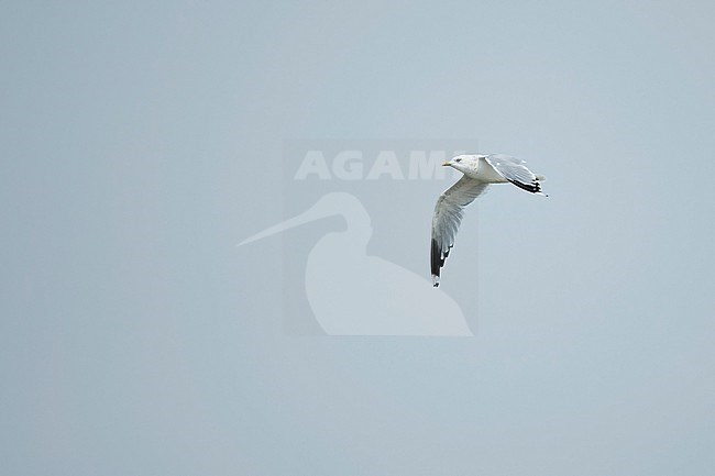 An adult Common Gull (Larus canus heinei) on migration. stock-image by Agami/Mathias Putze,