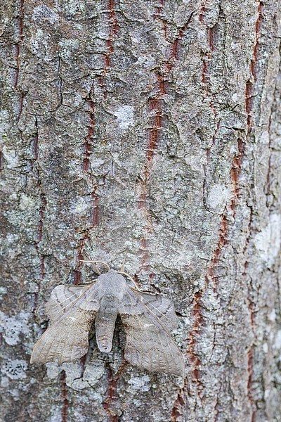 Laothoe populi - Poplar hawk-moth - Pappelschwärmer, Germany (Baden-Württemberg), imago stock-image by Agami/Ralph Martin,