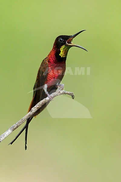 Crimson Topaz (Topaza pella) perched on a branch in the rainforest of Guyana. stock-image by Agami/Glenn Bartley,