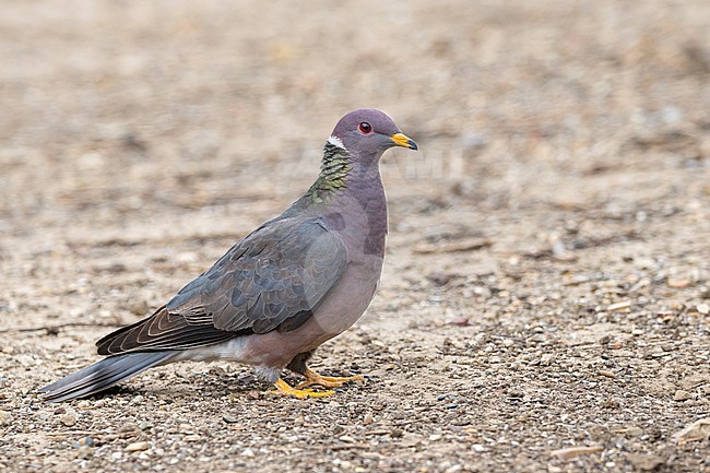 Adult Northern Band-tailed Pigeon (Patagioenas fasciata) in Santa Barbara County, California, United States. Standing on the ground, seen from the side. stock-image by Agami/Brian E Small,