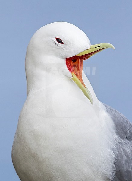 Black-legged Kittiwake (Rissa tridactyla) at a breeding colony on St Paul Island, Alaska stock-image by Agami/Dubi Shapiro,