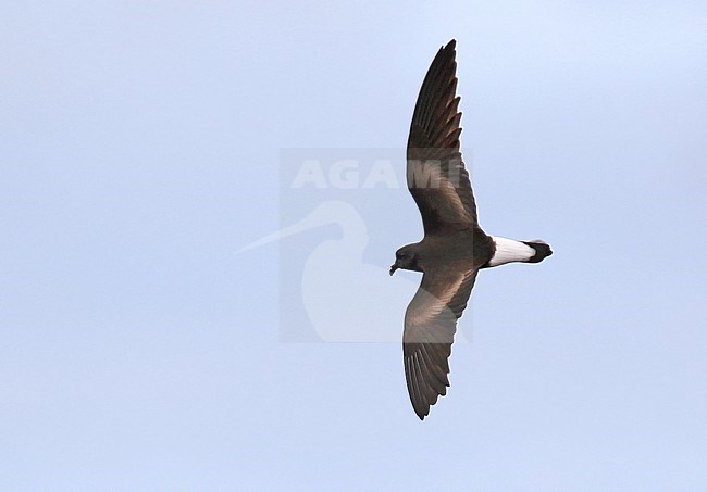 Galapagos Wedge-rumped Storm Petrel (Oceanodroma tethys tethys) on the Galapagos islands, Ecuador. stock-image by Agami/Dani Lopez-Velasco,