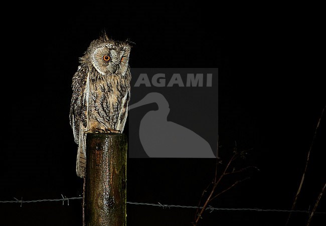 Long-eared Owl (Asio otus) perched on a pole along a meadow at night near Nijmegen, Netherlands. stock-image by Agami/Martijn Verdoes,