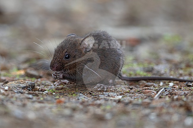 Dusky Rice Rat (Melanomys caliginosus) at Queremal, Colombia. stock-image by Agami/Tom Friedel,