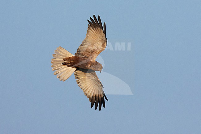 Marsh Harrier (Circus aeruginosus), adult male in flight seen from below, Campania, Italy stock-image by Agami/Saverio Gatto,