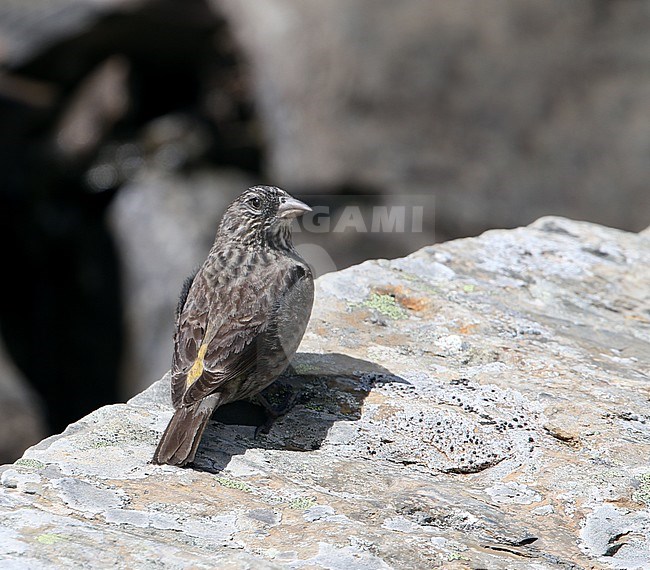 Female Red-fronted Rosefinch (Carpodacus puniceus) at Balang Shan, Sichuan, China. Standing on the ground, seen from the back. stock-image by Agami/James Eaton,