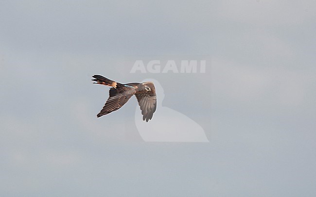 Juvenile Montagu's Harrier (Circus pygargus) in flight at Ballum, Southern Jutland, Denmark stock-image by Agami/Helge Sorensen,