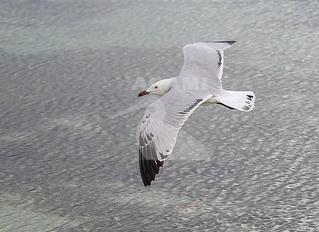 Second-summer Audouin's Gull (Ichthyaetus audouinii) in flight over the sea in Spain. stock-image by Agami/Pete Morris,