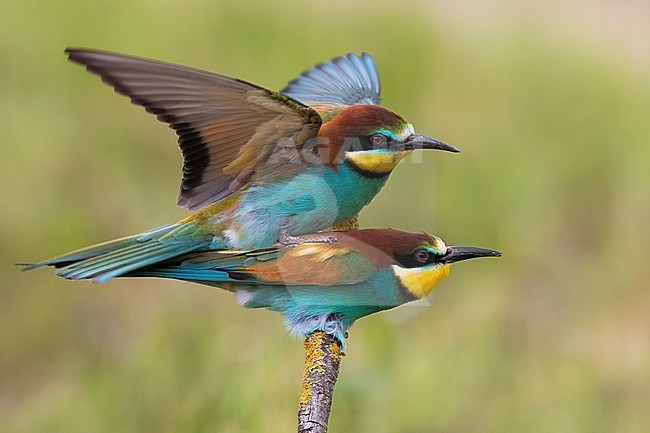 Bijeneter; Bee-eater stock-image by Agami/Daniele Occhiato,