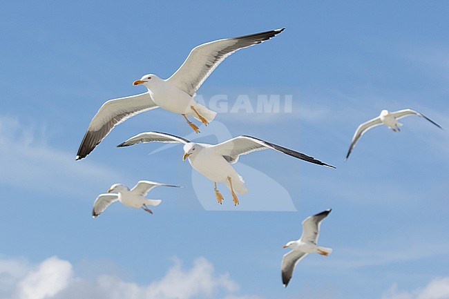 Lesser Black-backed gull, Larus fuscus, breeds on the island of Texel and they always like to follow the ferry for an easy treat. Many of them are ringed for research purposes. stock-image by Agami/Jacob Garvelink,