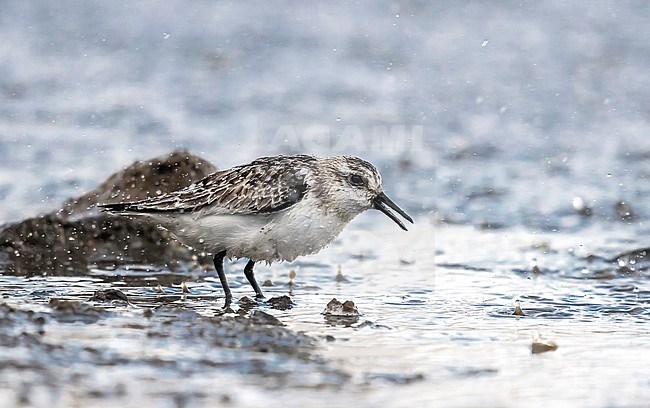 Juvenile Sanderling sitting under the hard rain in Cabo da Praia, Azores. October 4, 2018. stock-image by Agami/Vincent Legrand,