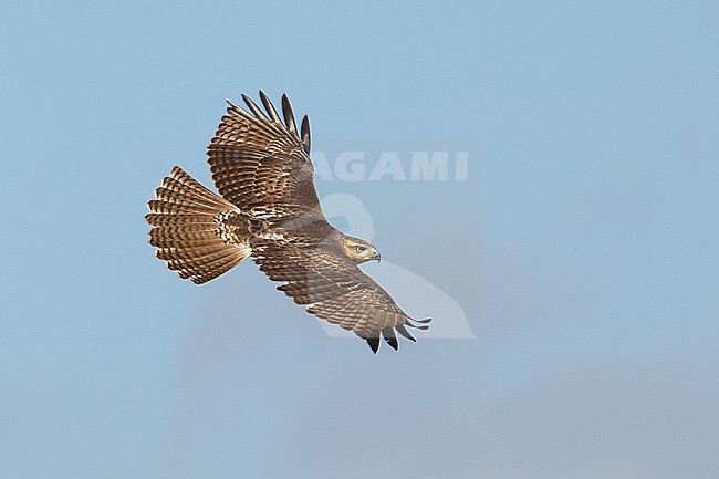Immature
Chambers Co., TX
October 2013 stock-image by Agami/Brian E Small,