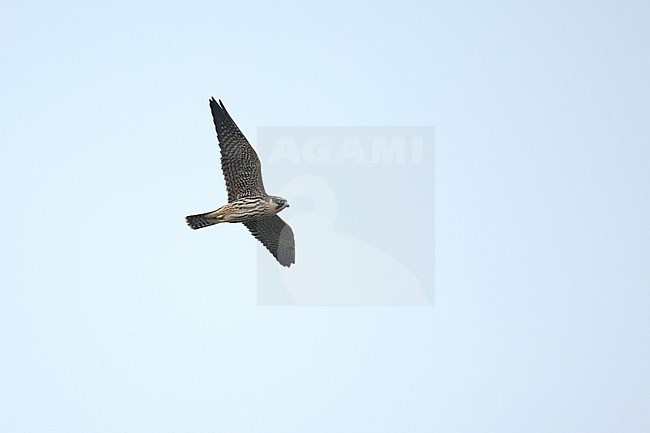 Juvenile Eurasian Hobby (Falco subbuteo) in flight seen from below. stock-image by Agami/Mathias Putze,