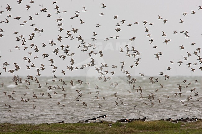 Groep Bonte Strandlopers op hoogwatervluchtplaats; Group of Dunlin at hight tide roost stock-image by Agami/Arie Ouwerkerk,