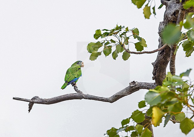 Hispaniolan Amazon (Amazona ventralis) in the Dominican Republic. stock-image by Agami/Pete Morris,