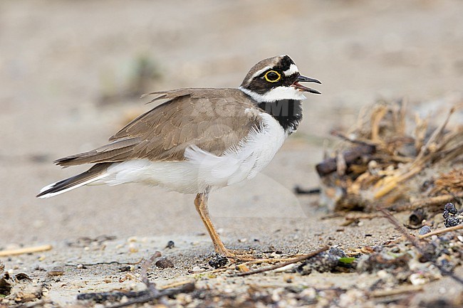 Little Ringed Plover (Charadrius dubius), side view of an adult singing, Campania, Italy stock-image by Agami/Saverio Gatto,