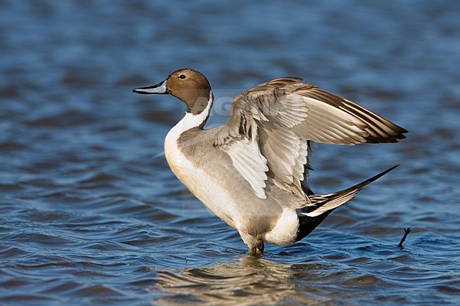 Pijlstaart mannetje staand in water; Northern Pintail mail perched in water stock-image by Agami/Martijn Verdoes,