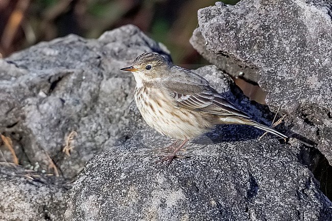 Buff-bellied Pipit (Anthus rubescens rubescens) aka American Pipit sitting in a rock in Low Fields, Corvo, Azores, Portugal. stock-image by Agami/Vincent Legrand,