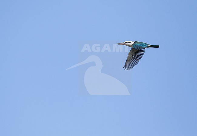 Endemic Mariana Kingfisher (Todiramphus albicilla albicilla) in the Northern Marianas islands. Endemic subspecies of Saipan. stock-image by Agami/Pete Morris,