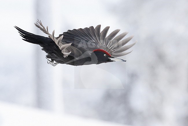 Black Woodpecker (Dryocopus martius) in taiga forest in nothern Finland. stock-image by Agami/Markus Varesvuo,