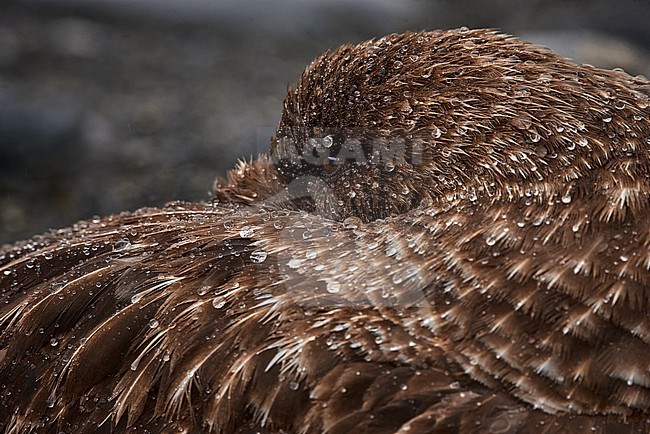 Brown Skua (Stercorarius antarcticus) covered in melting snow, mesmerizing eye contact, Gold Harbour, South Georgia stock-image by Agami/Tomas Grim,