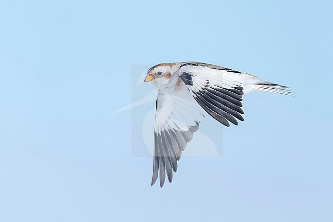 Snow Bunting (Plectrophenax nivalis) flying agains blue sky in its wintering habitat in Canada. stock-image by Agami/Marcel Burkhardt,