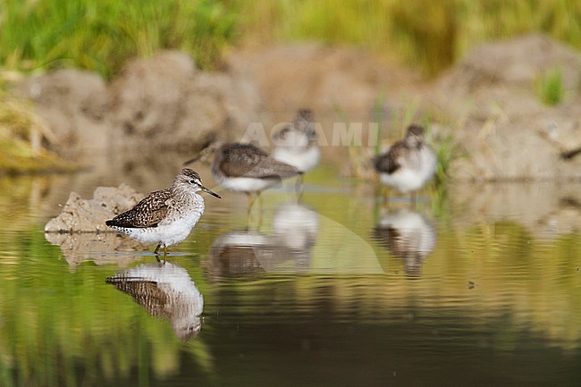 Bosruiter, Wood Sandpiper, Tringa glareola, Cyprus, adult, breeding plumage stock-image by Agami/Ralph Martin,