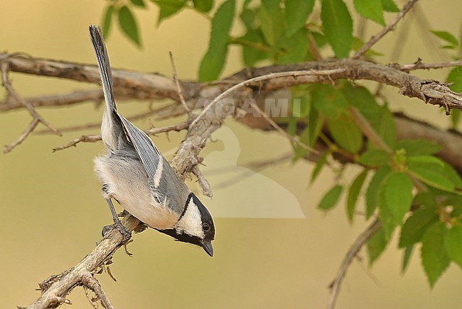 Turkestan Tit is a Central Asian taxon and a subspecies of the widespread Great Tit. stock-image by Agami/Eduard Sangster,