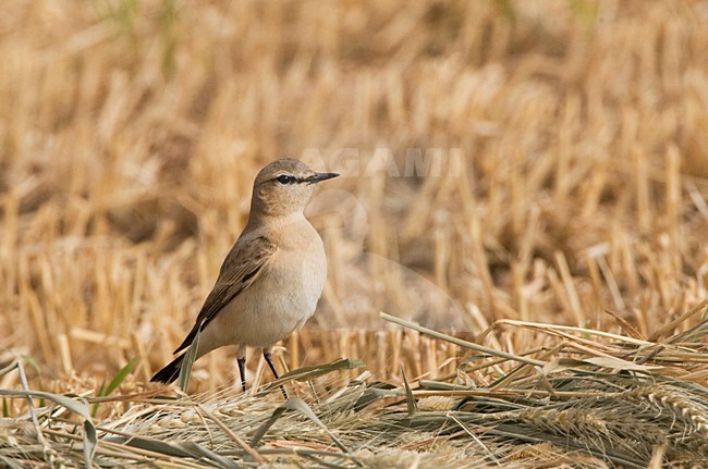 Izabeltapuit; Isabelline Wheatear stock-image by Agami/Marc Guyt,